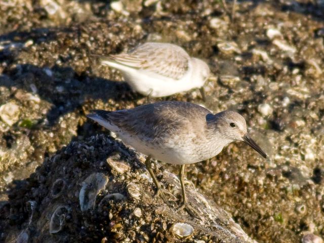 Red Knot